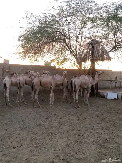 قعدان للمناسبات طيبه 0