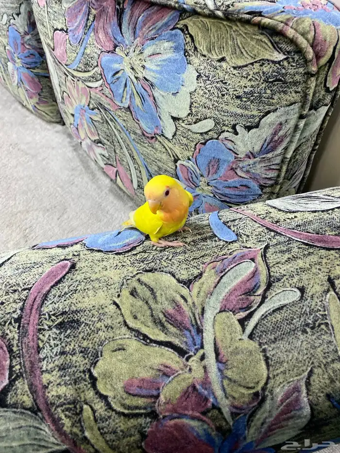 روز لاتينو اليف 12