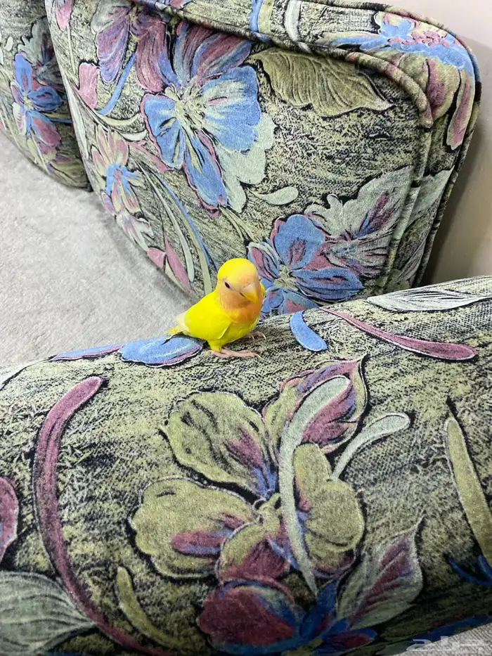 روز لاتينو اليف 20
