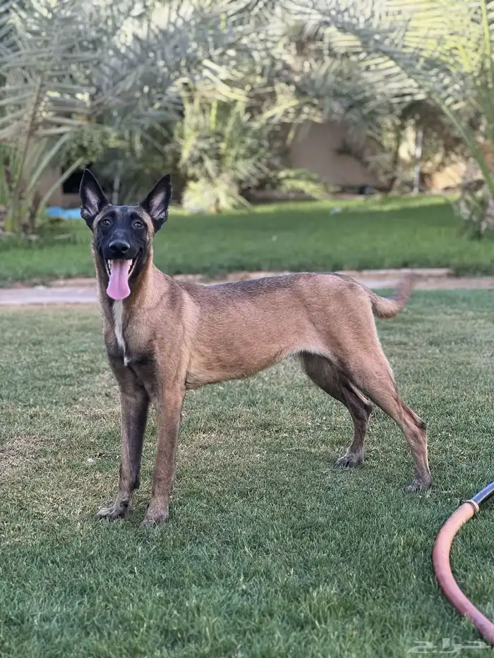 انثى مالينو بلجيكي بيور 2