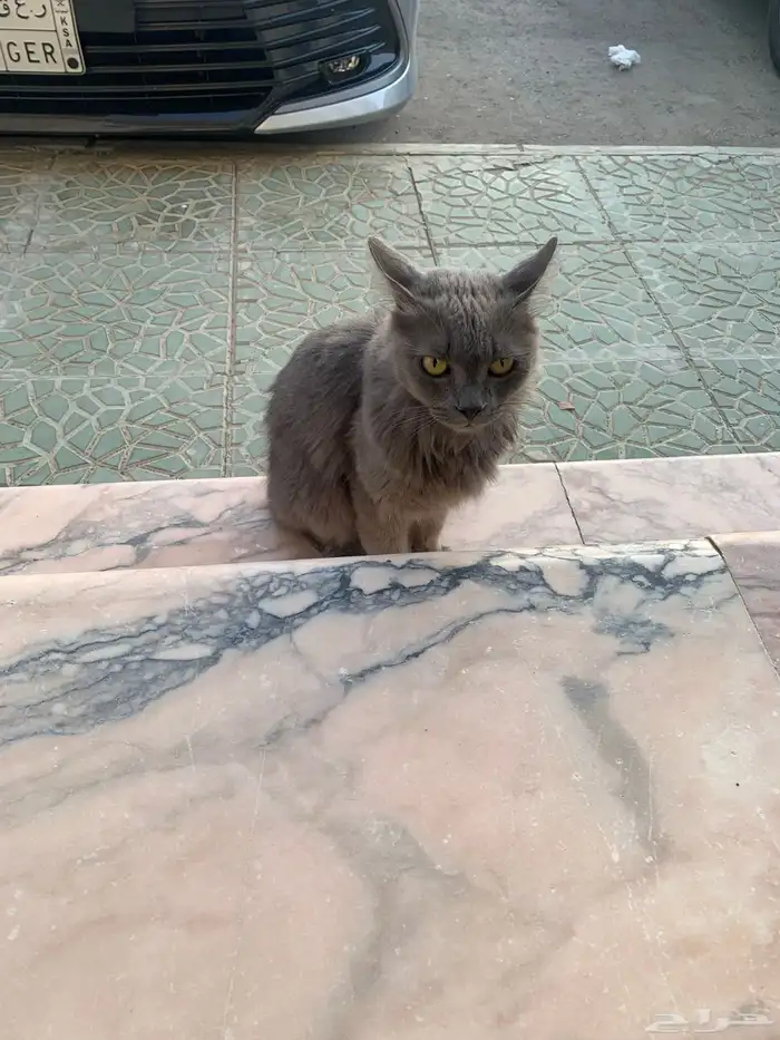 قط سكوتش للتبني 0