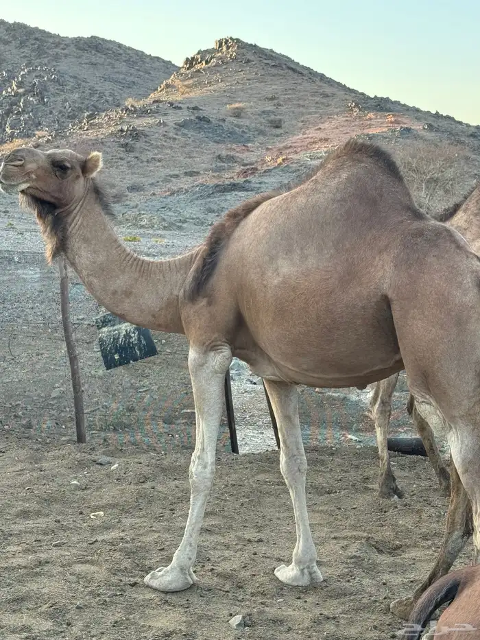 للبيع ناقة حمرا 5