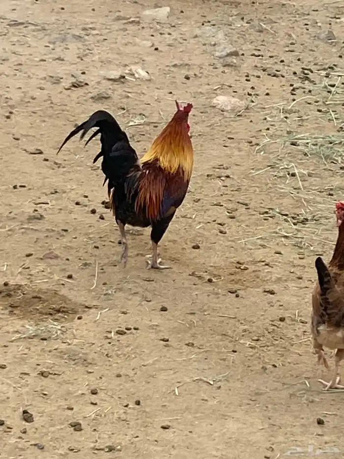دجاج بلدي عربي كفو 1