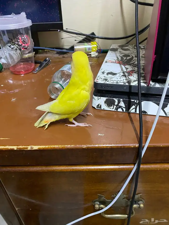 روز لاتينو اليف 16