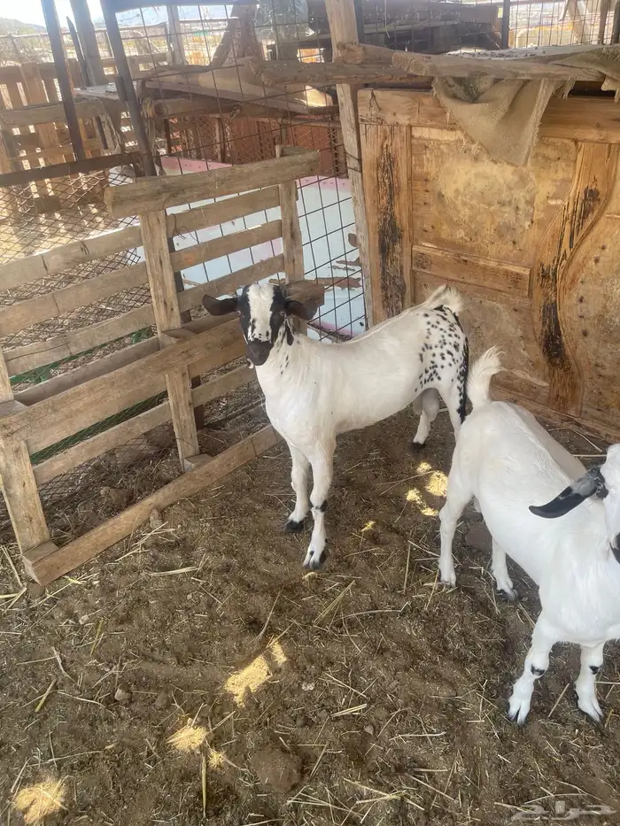 تيس بيشي فل شحم العمر7اشهر من حلالي 1