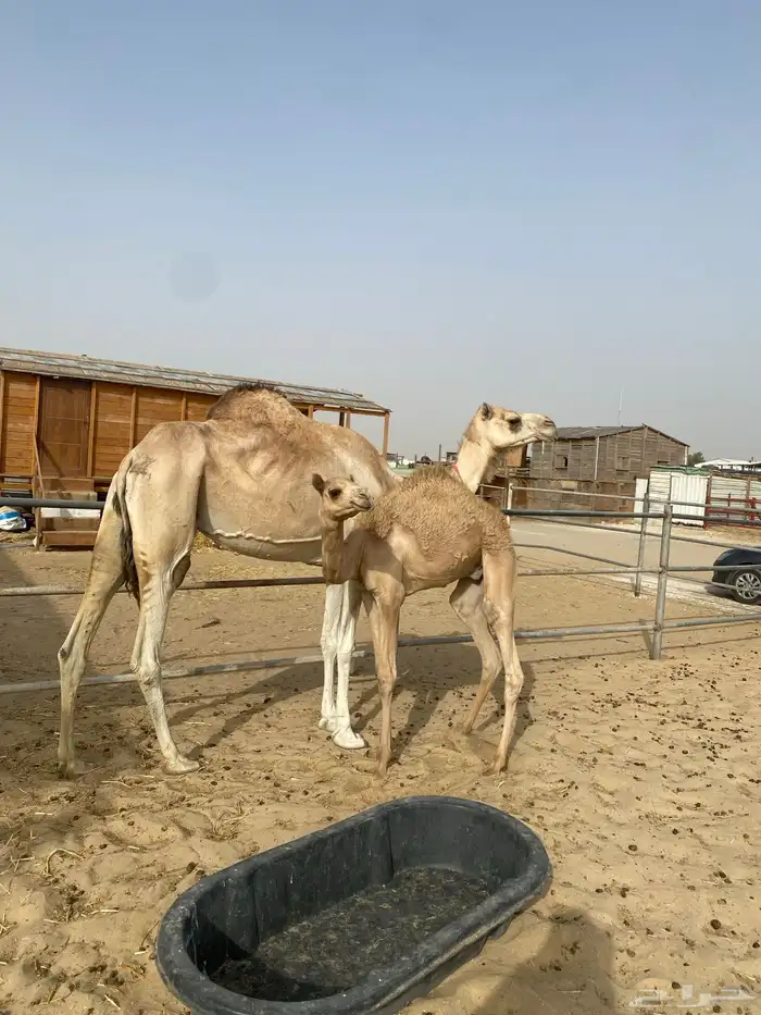 الخلفه الطيبه 6