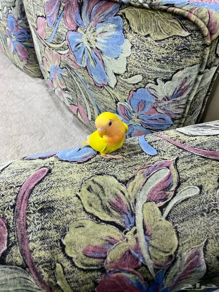 روز لاتينو اليف 8