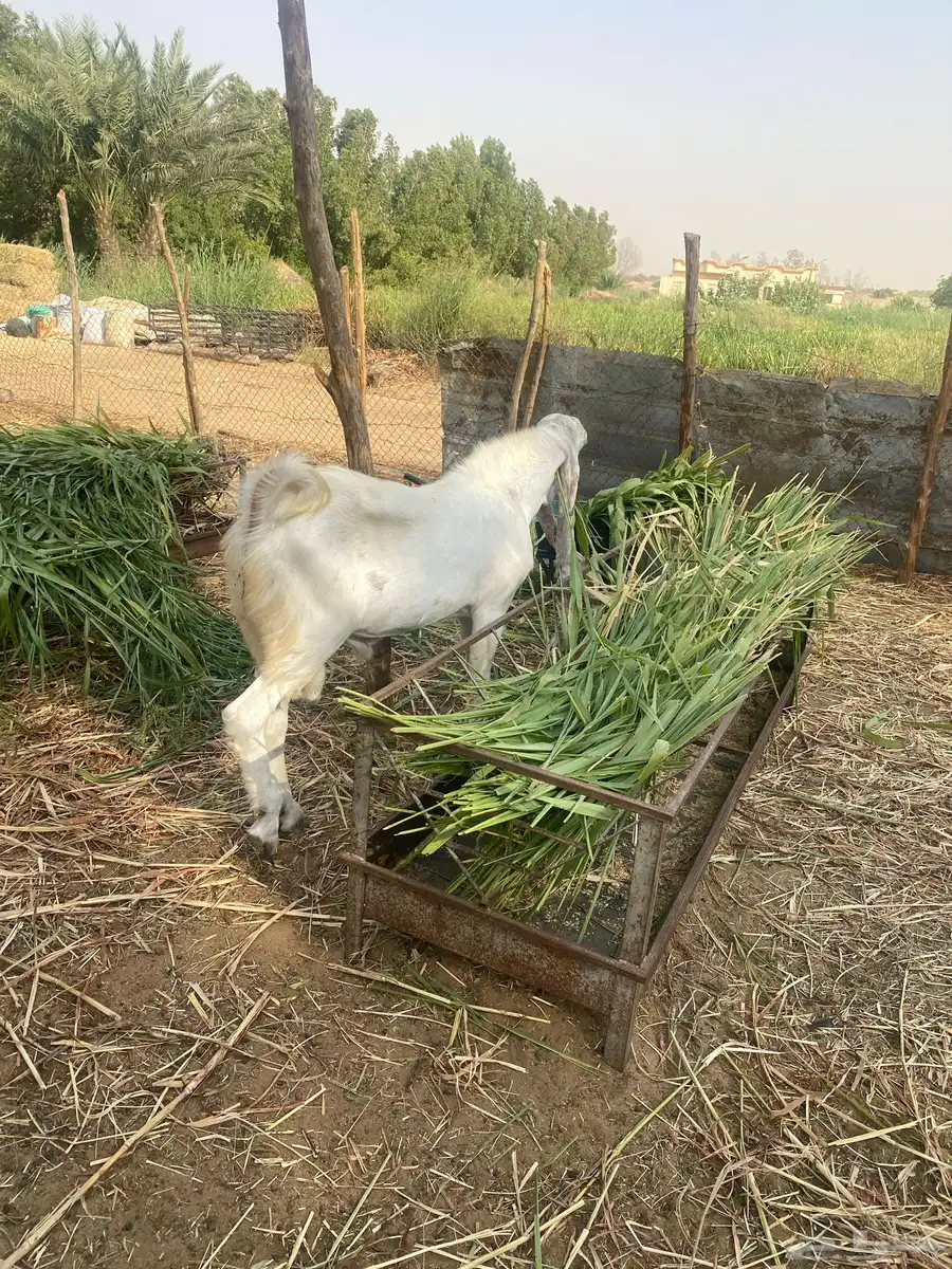 تيس حجازي هولندي جذع 0