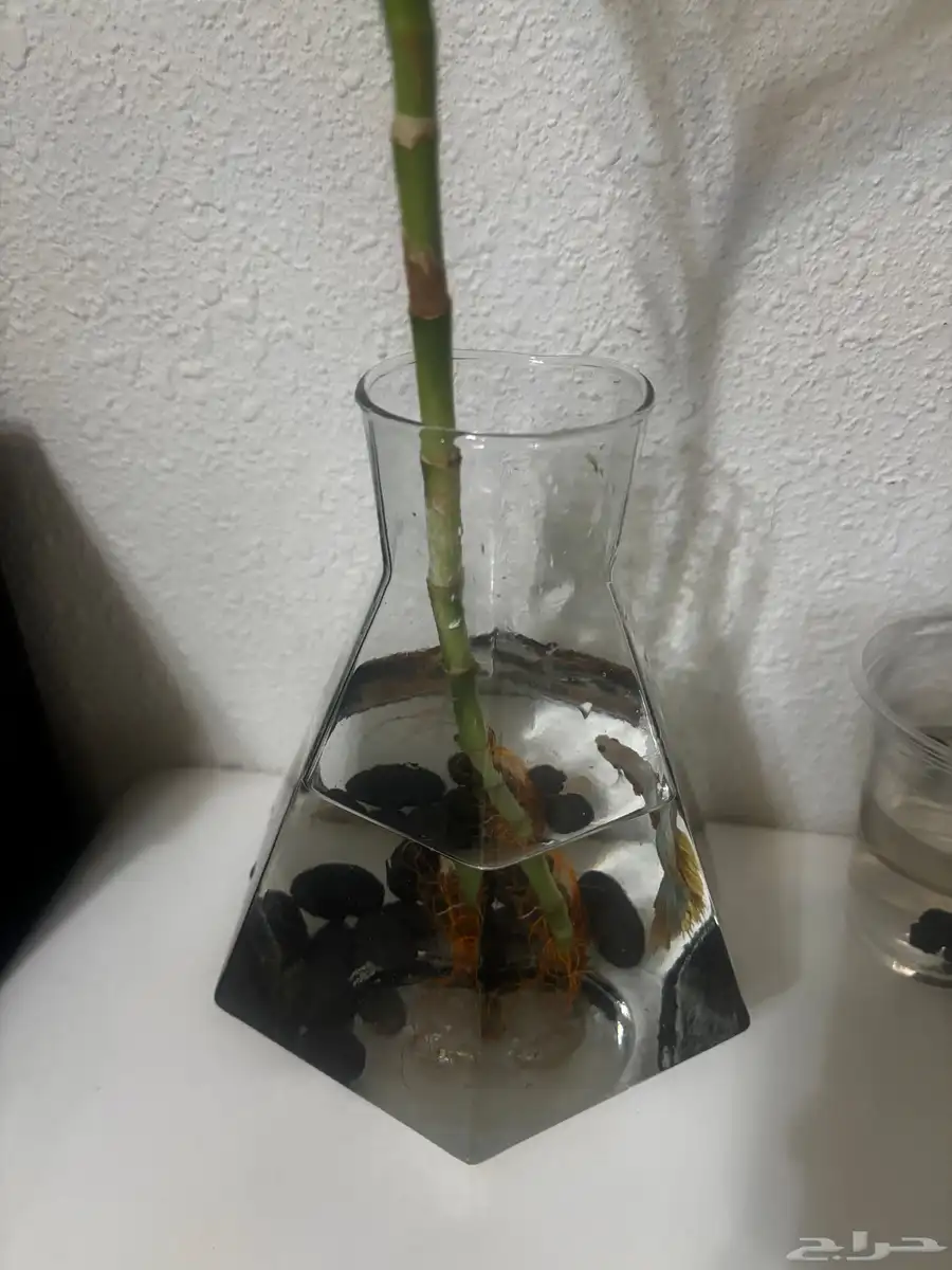 سمك فايتر 0