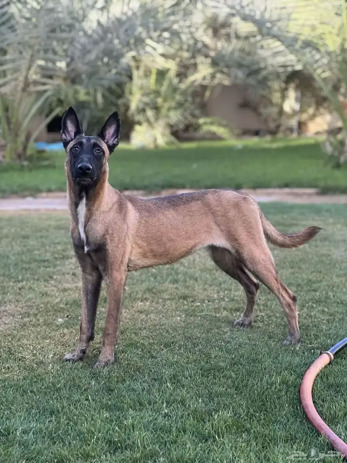 انثى مالينو بلجيكي بيور 9
