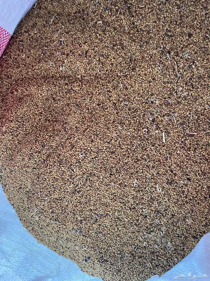 بذور برسيم صبخاوي 1