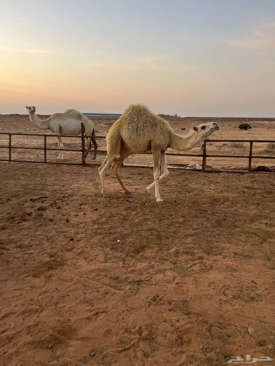 قعدان للبيع 2