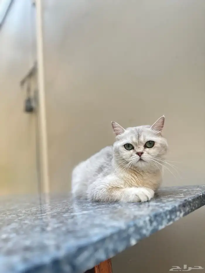 انثى بريتش 1