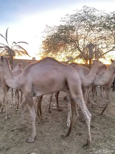 قعدان للمناسبات طيبه 1