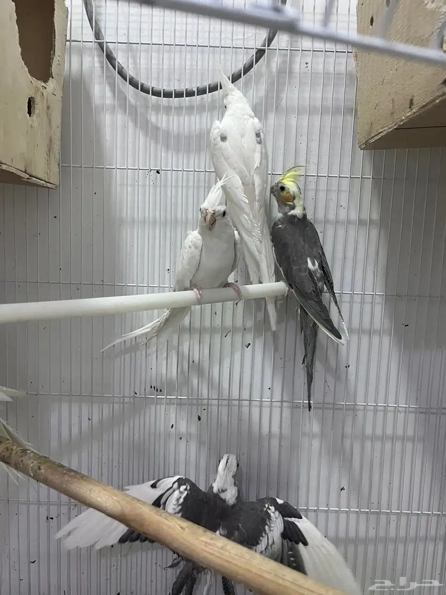 للبيع كروانات 4