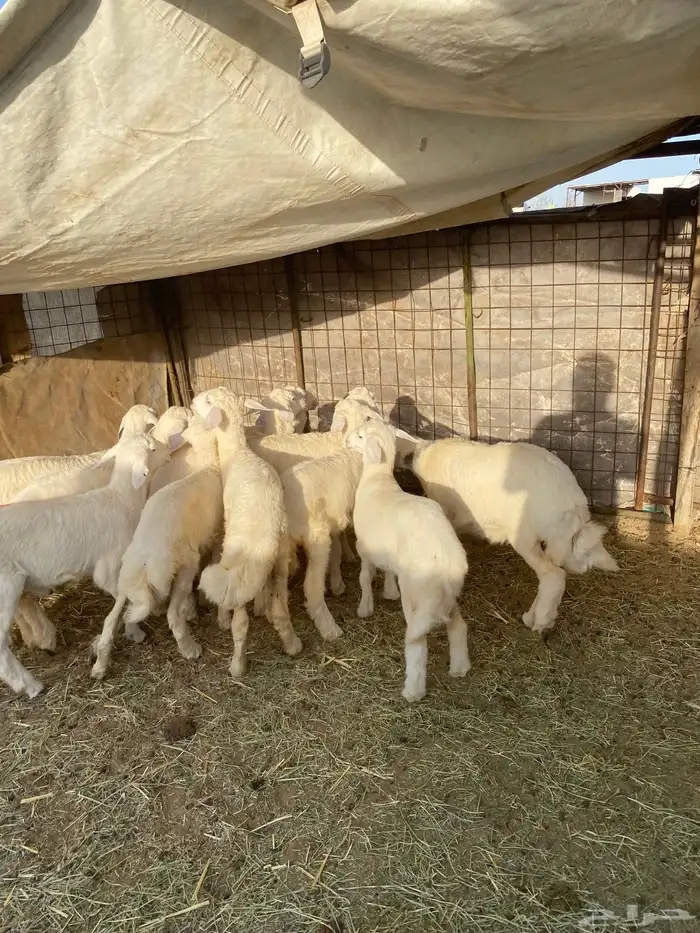 رخال طييه 1
