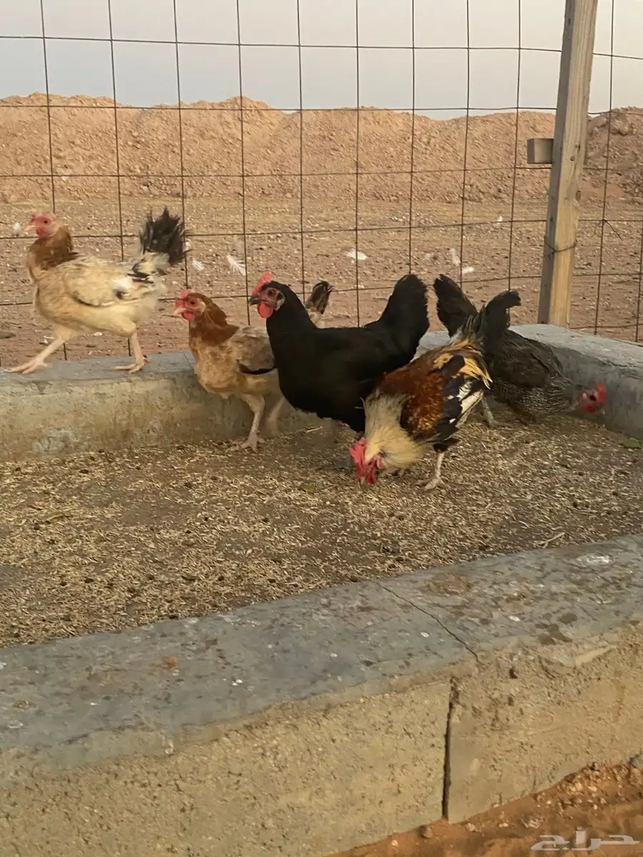دجاج وارانب للبيع 0