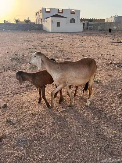 شاه سواكنيه متاوم مقنوي 9