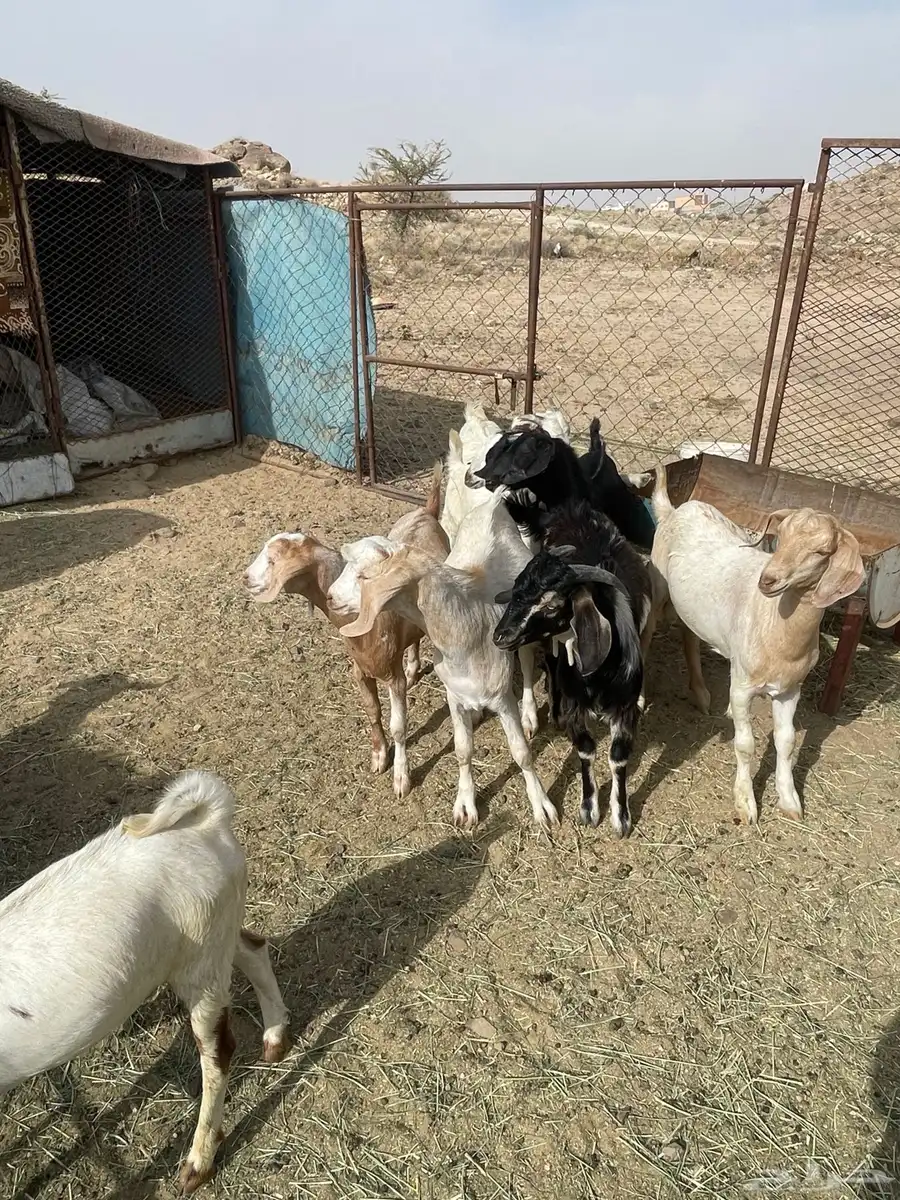 تيوس 0