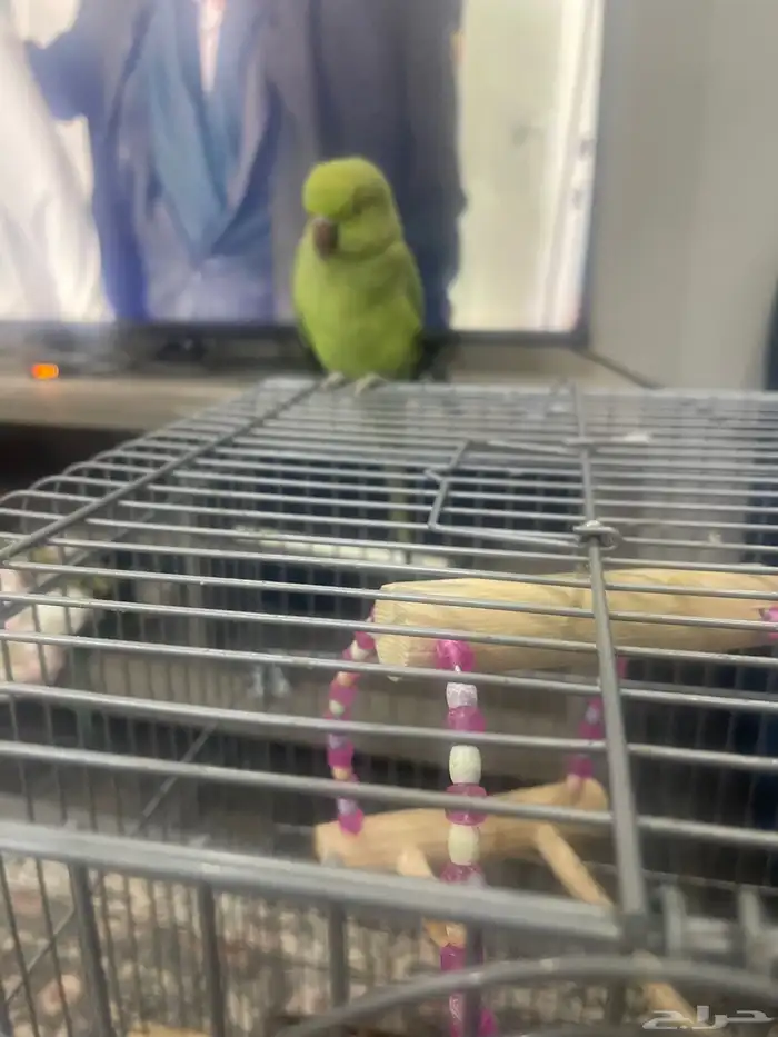 بغباء أنثى كامل جناح اليف مع الكل 0