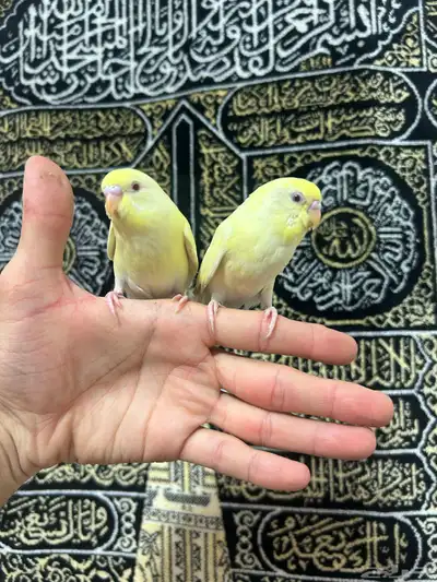 طيور الحب أليفة ولعوبه اللي يبغى الزين يلحق عليه 4