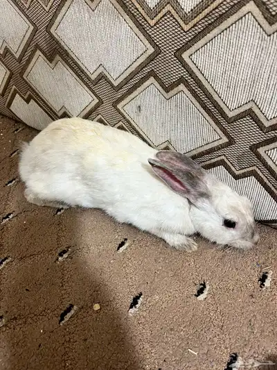ارانب فرنسيه للبيع 0