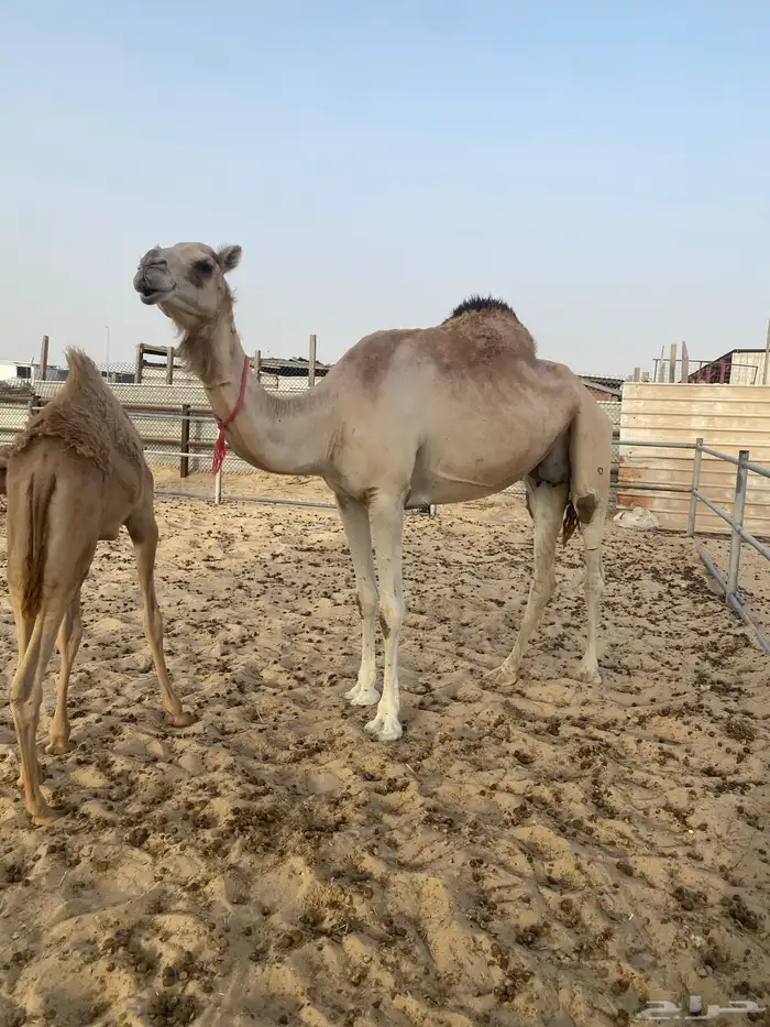 الخلفه الطيبه 2