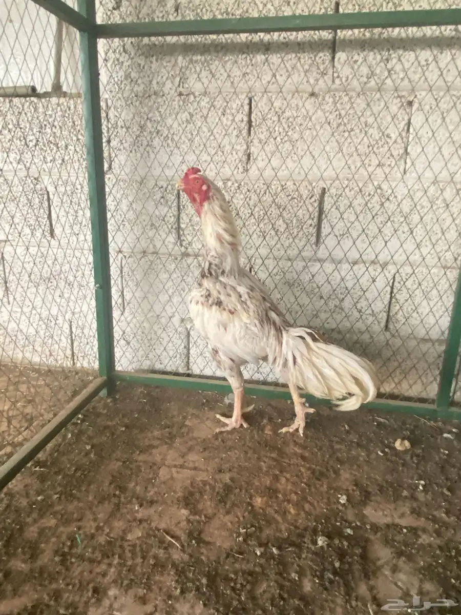للبيع دجاج باكستاني فواخر 1