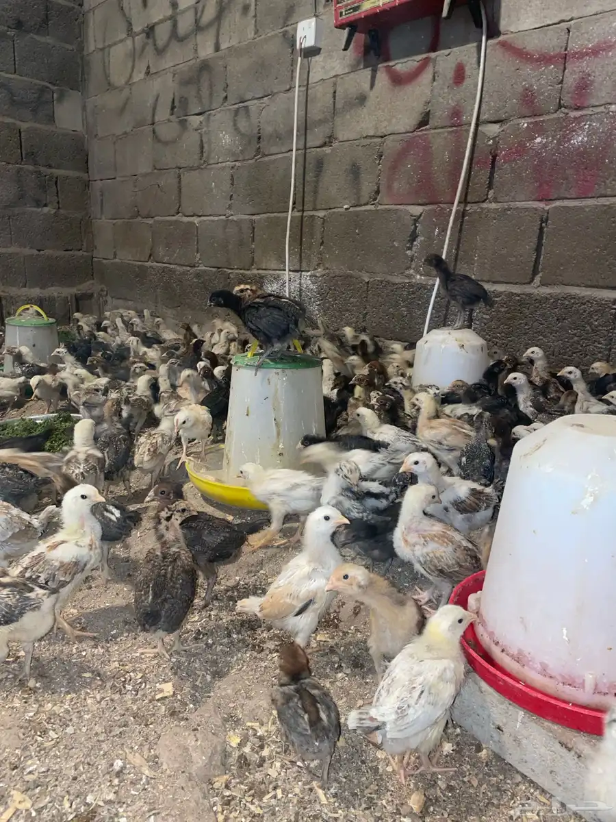 صوص بلدي 1