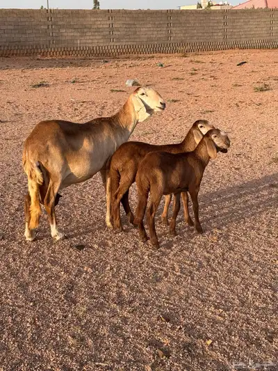 شاه سواكنيه متاوم مقنوي 2