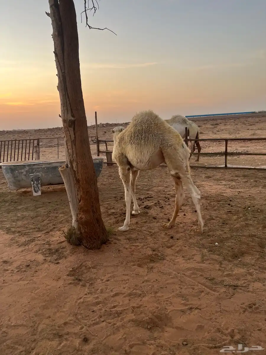 قعدان للبيع 3