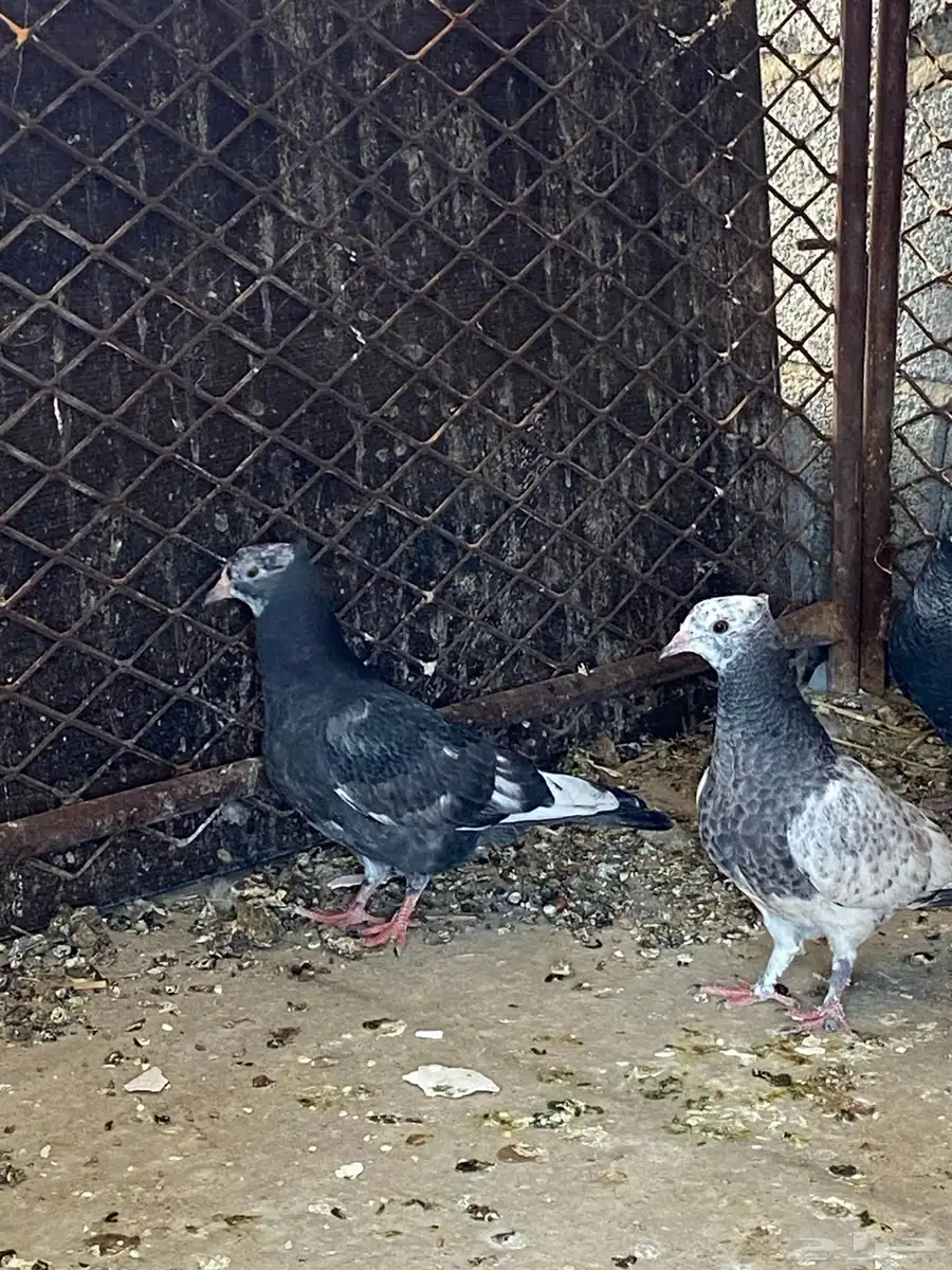 حمام قطيفي معها اربع فروخ 2 عمرها شهرين وا 2 عمرها اسبوع نص 4