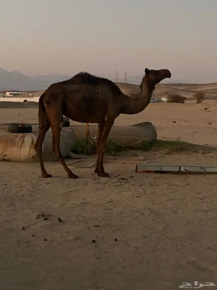 ناقة ميت والدها برمضان نقبل البدل المناسب 0