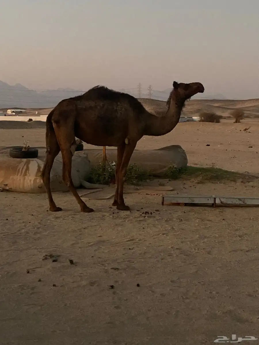 ناقة ميت والدها برمضان نقبل البدل المناسب 0
