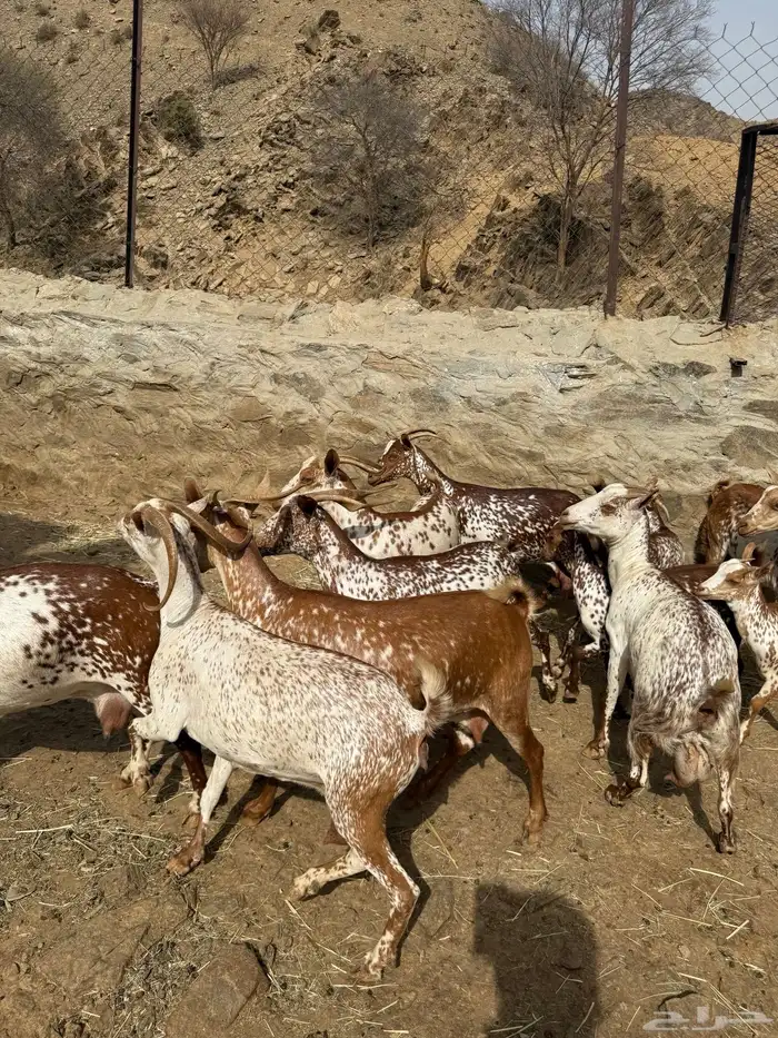 معزا دهم مرخ فواخر 6