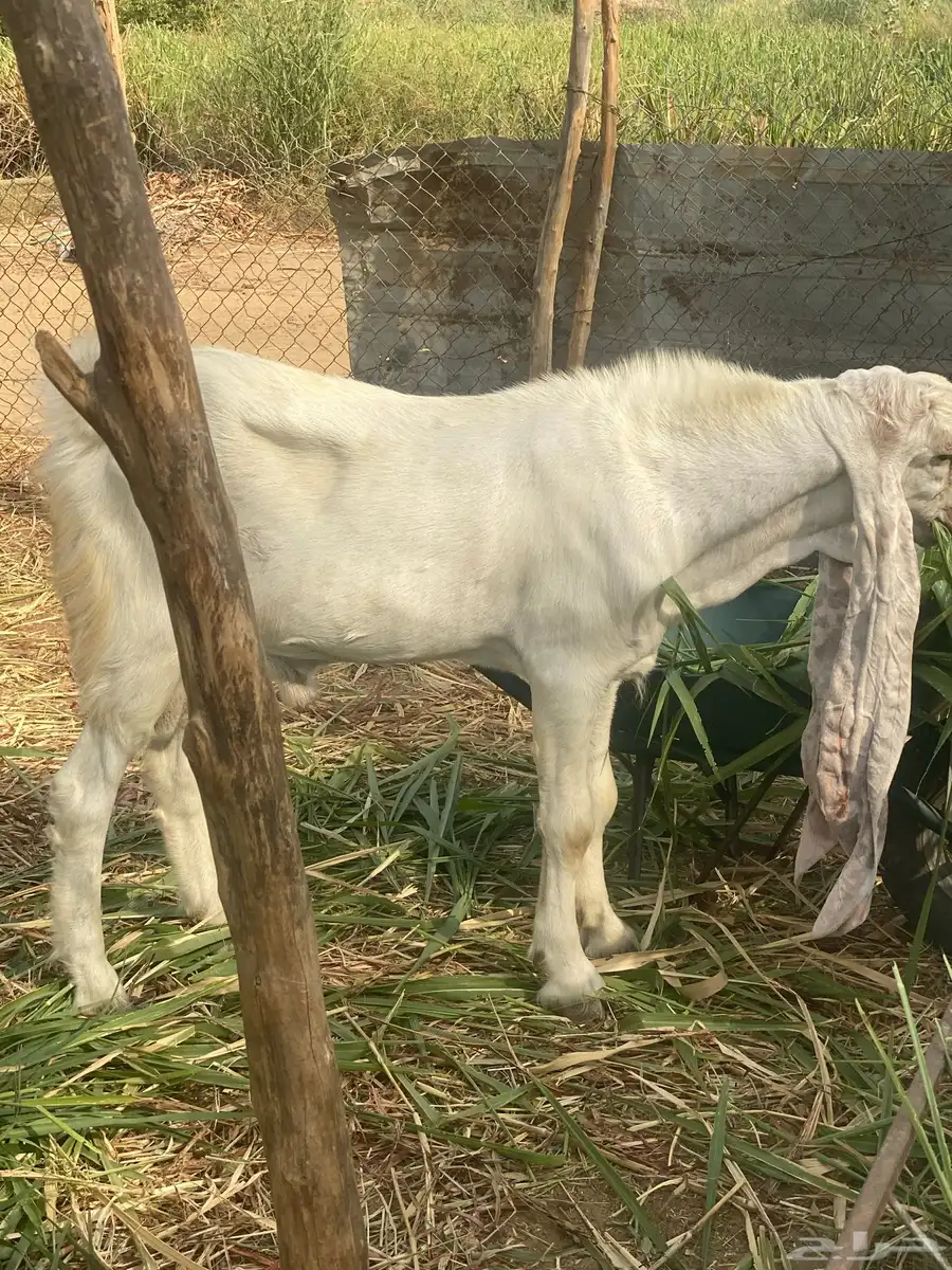 تيس حجازي هولندي جذع 1