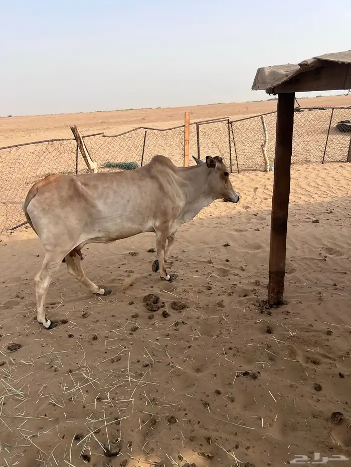 بقره ولود ل البيع 0