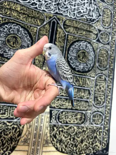 طيور الحب أليفة ولعوبه اللي يبغى الزين يلحق عليه 9