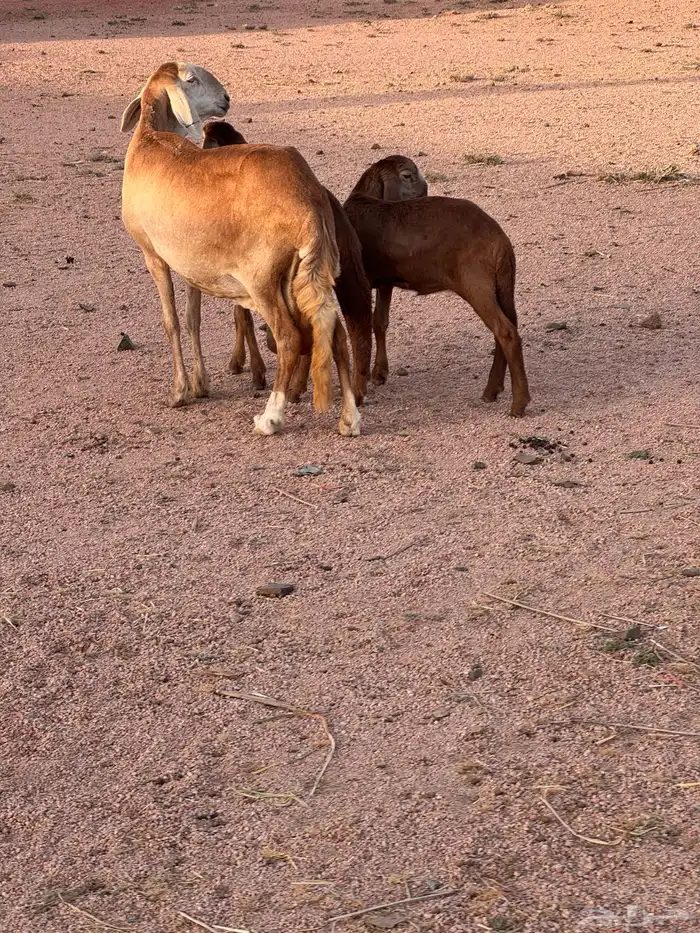 شاه سواكنيه متاوم مقنوي 11