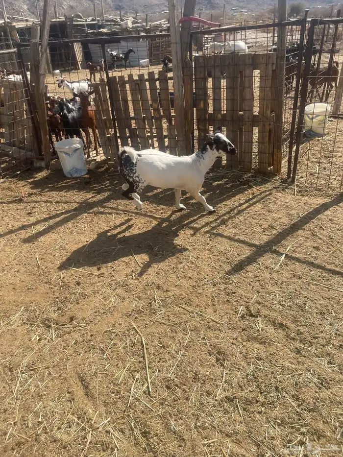 تيس بيشي فل شحم العمر7اشهر من حلالي 3