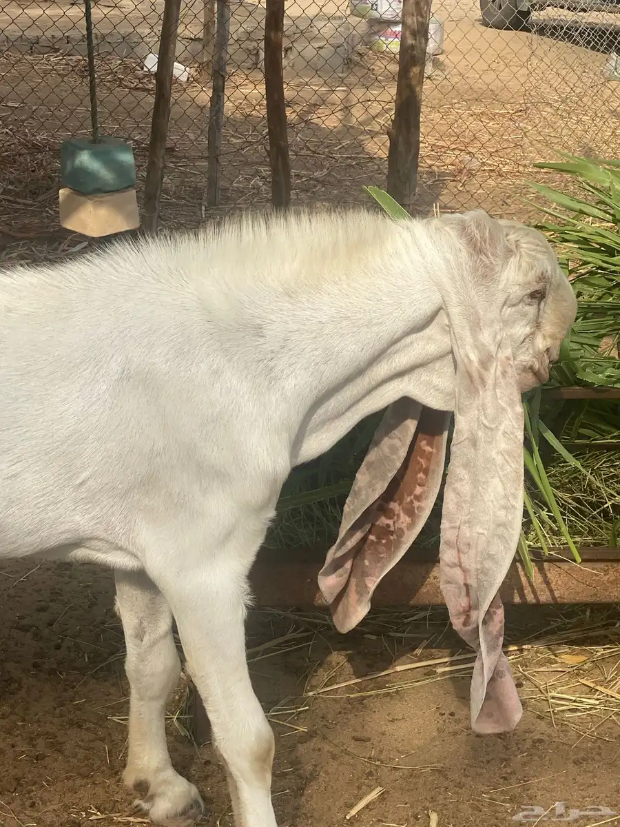 تيس حجازي هولندي جذع 2