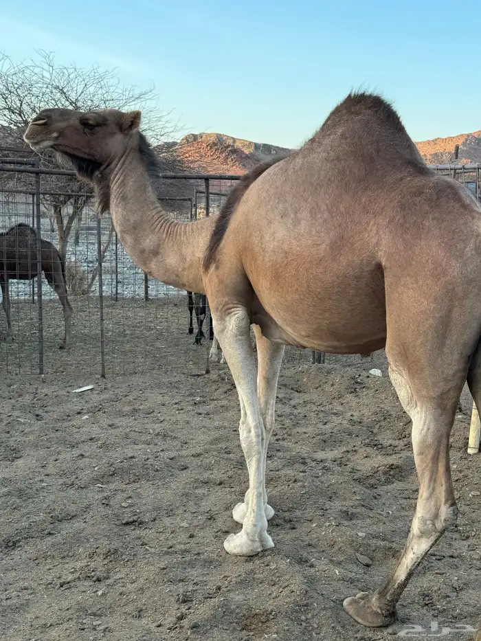 للبيع ناقة حمرا 1