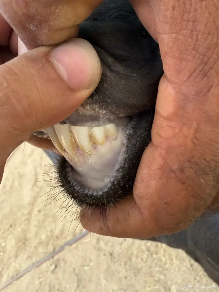 عنز محايليه تحتها جفره 6