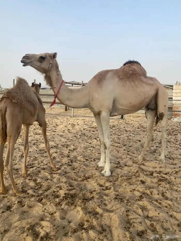 الخلفه الطيبه 0