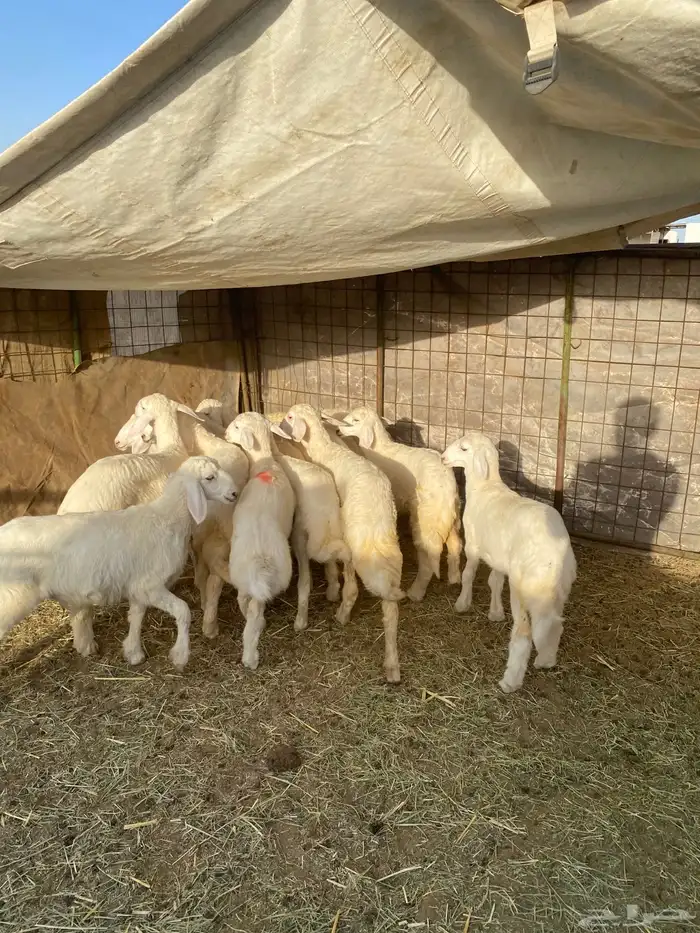 رخال طييه 4