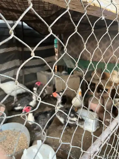 بط بياض 0