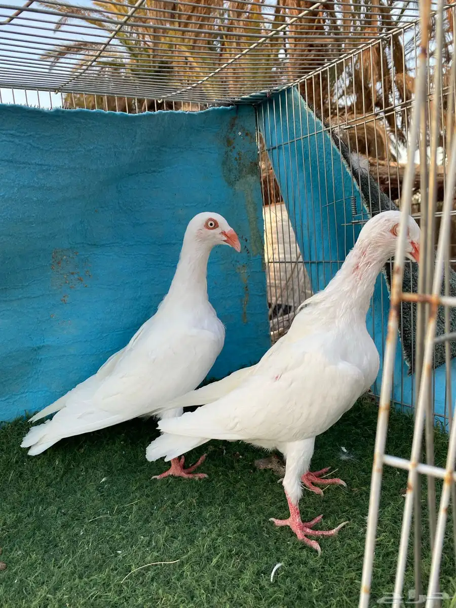 حمام دنش 2