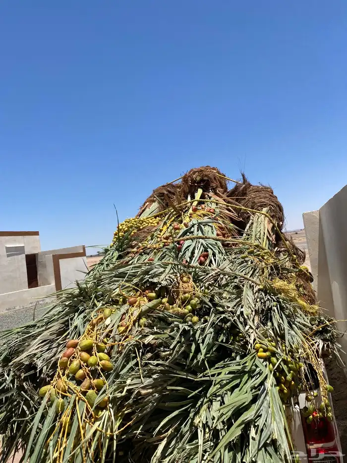 حلوه وبرني كبار 3