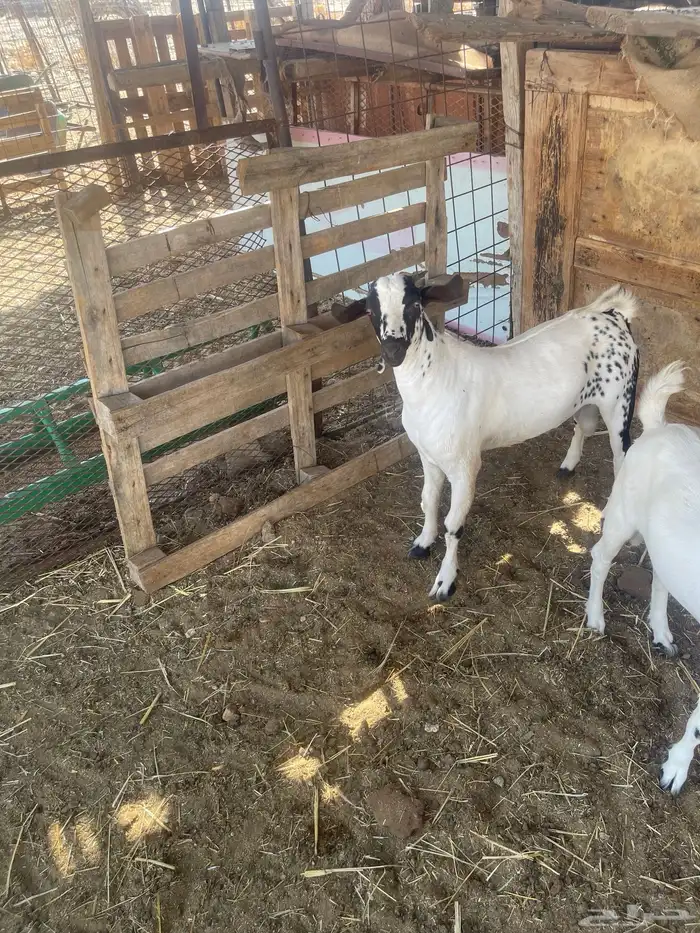 تيس بيشي فل شحم العمر7اشهر من حلالي 0