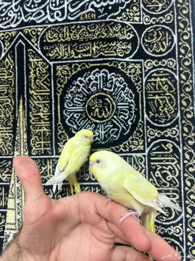 طيور الحب أليفة ولعوبه اللي يبغى الزين يلحق عليه 6